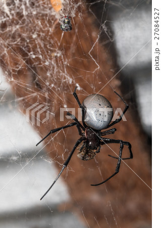 big white spider Nephilengys livida Madagascar 27084527