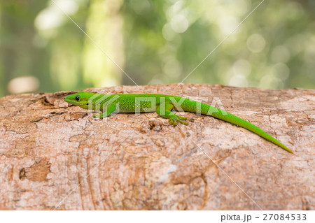 Phelsuma madagascariensis day gecko Madagascar Phelsuma madagascariensis day gecko Madagascar 27084533