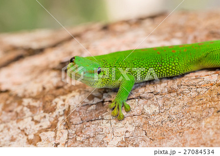Phelsuma madagascariensis day gecko Madagascar Phelsuma madagascariensis day gecko Madagascar 27084534