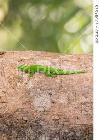 Phelsuma madagascariensis day gecko Madagascar Phelsuma madagascariensis day gecko Madagascar 27084535