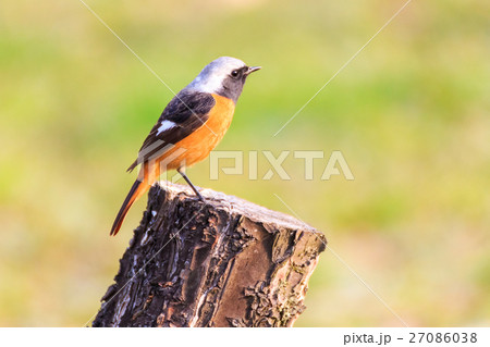 ジョウビタキのオス ジョウビタキのオス 27086038