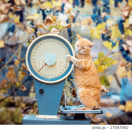 Cat standing on the scales in the garden Cat standing on the scales in the garden 27087062