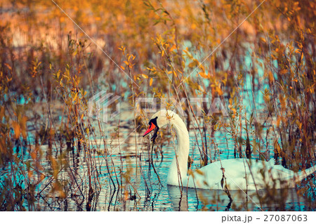 swan swimming in the lake 27087063
