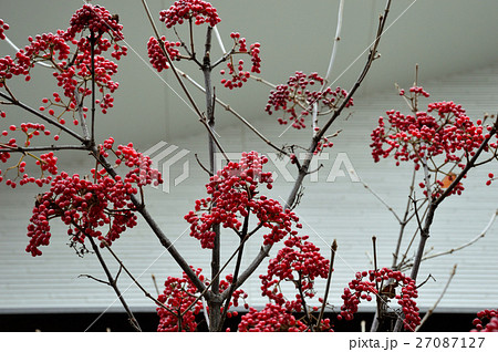 ルビー色の光沢、ガマズミの実ー３ 27087127