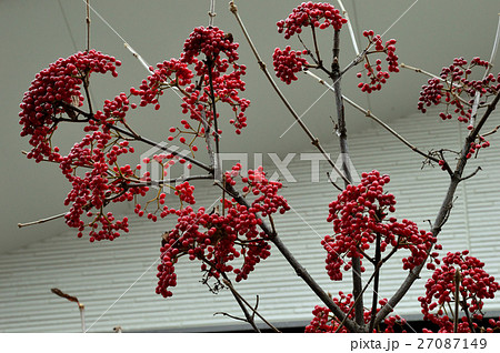 ルビー色の光沢、ガマズミの実ー１７ 27087149