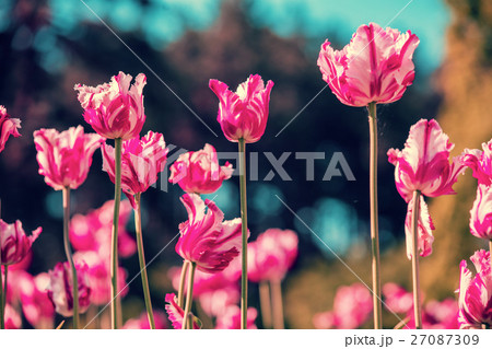 Terry tulips blooming in the garden 27087309