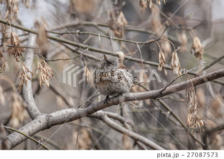 Fieldfare, Turdus pilaris 27087573