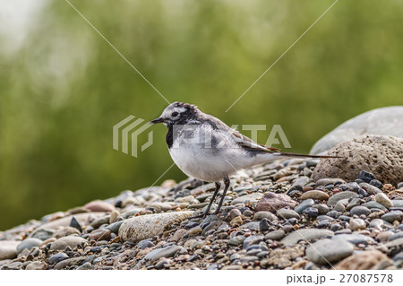 White Wagtail 27087578