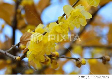 満月ロウバイの花咲く 満月ロウバイの花咲く 27087625