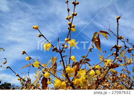 満月ロウバイの花咲く 満月ロウバイの花咲く 27087632