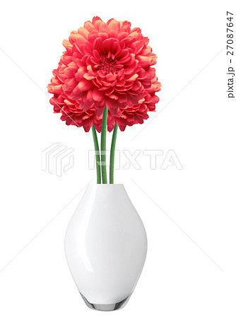 Red Dahlia Autumn flower in vase isolated on white 27087647