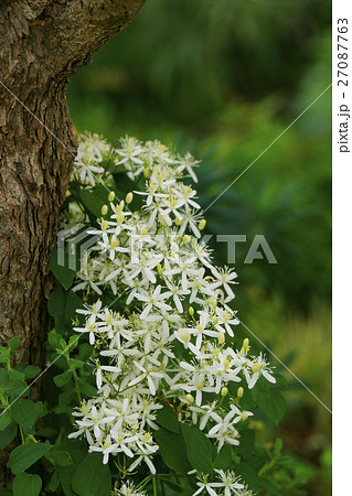 仙人草 仙人草 27087763