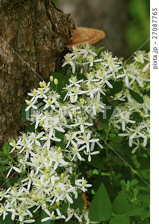 仙人草 仙人草 27087765