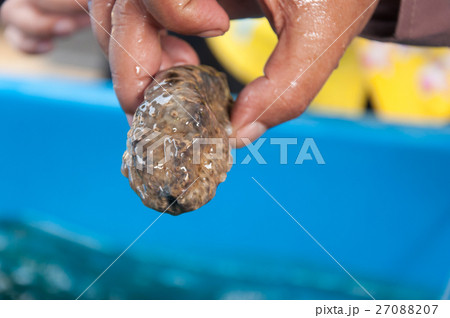 Sea cucumber, Gamat Sea cucumber, Gamat 27088207