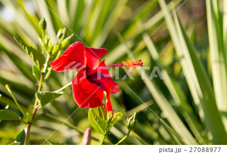Red hibiscus close-up 27088977