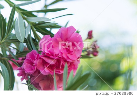 Pink oleander close-up 27088980