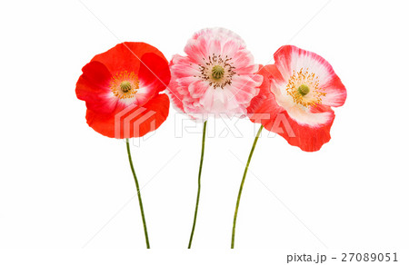 poppy flower poppy flower 27089051