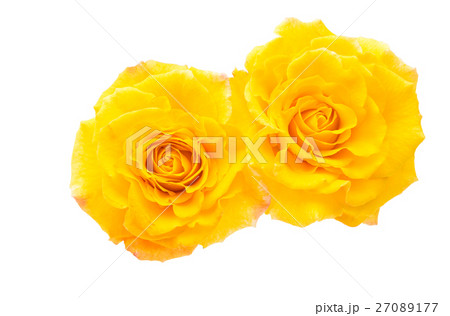 yellow rose yellow rose 27089177