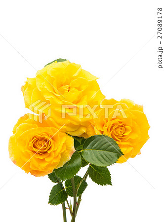 yellow rose 27089178