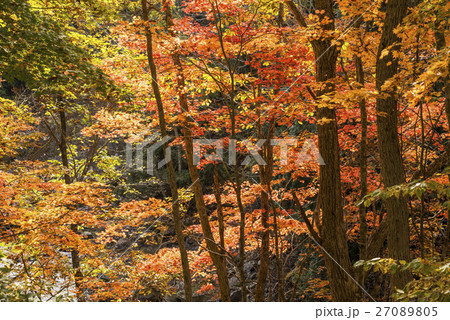 奥利根の紅葉の林 奥利根の紅葉の林 27089805