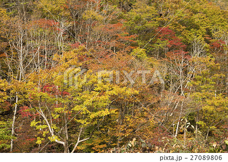 奥利根の紅葉の林 奥利根の紅葉の林 27089806