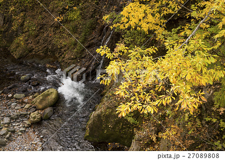 奥利根の沢をバックにミズナラの紅葉 27089808