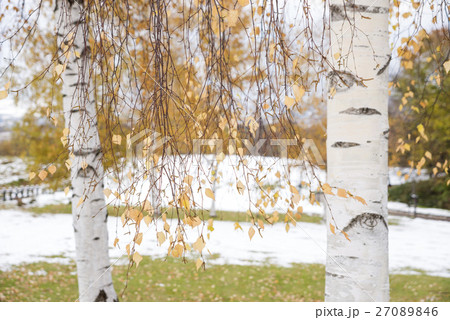 雪をバックに白樺の黄葉 雪をバックに白樺の黄葉 27089846