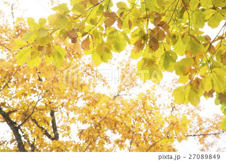 紅葉のカシワの葉 27089849