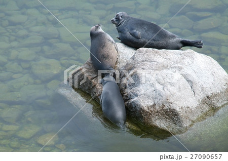 The Baikal seal nerpa The Baikal seal nerpa 27090657