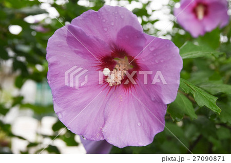 秋の花 秋の花 27090871