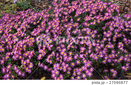 秋の花 秋の花 27090877