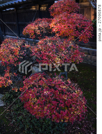 秋の花 秋の花 27090878