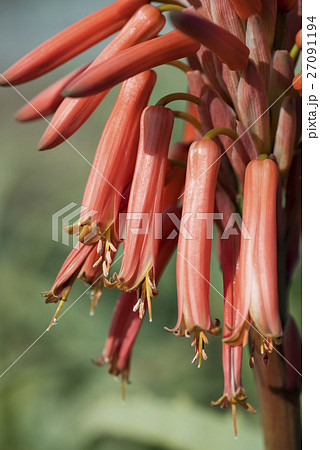 アロエの花 アロエの花 27091194