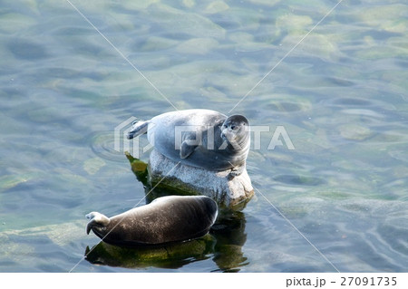 The Baikal seal nerpa The Baikal seal nerpa 27091735