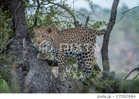 Leopard looking out of a tree. Leopard looking out of a tree. 27092084