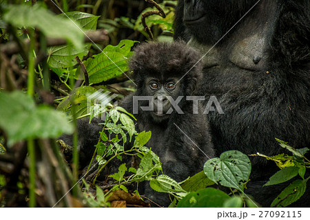 Baby Mountain gorilla laying with his mother. 27092115