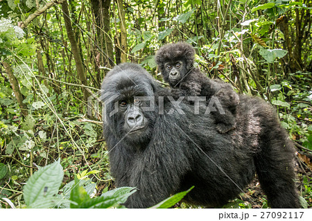 Baby Mountain gorilla sitting on his mother. 27092117