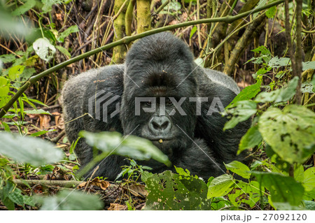 Silverback Mountain gorilla laying in the leaves. 27092120