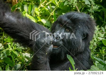 Eating Mountain gorilla. 27092124