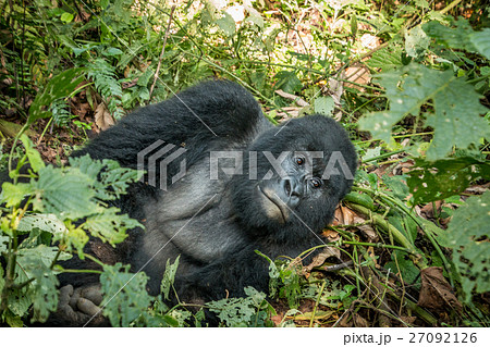 Silverback Mountain gorilla laying in the leaves. 27092126