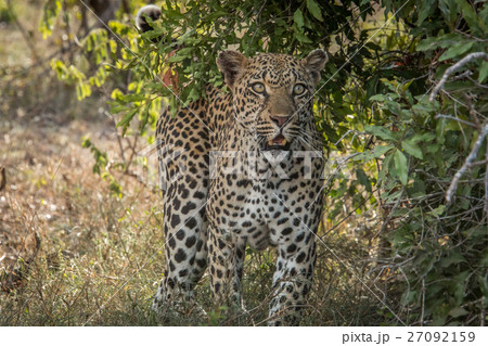 Leopard starring at the camera. 27092159