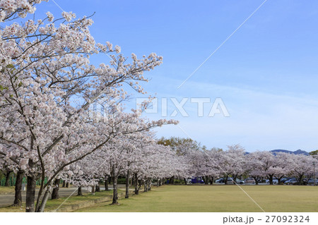 満開の桜の公園 27092324