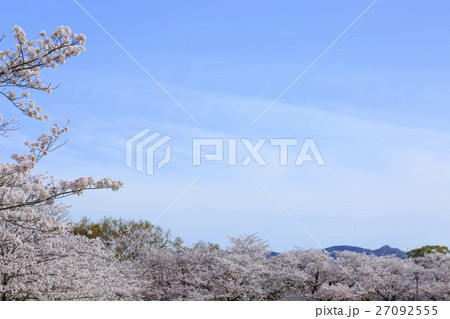 春・満開の桜と空 春・満開の桜と空 27092555