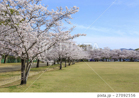 満開の桜の公園 27092556