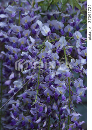 藤 花言葉は 歓迎 の写真素材