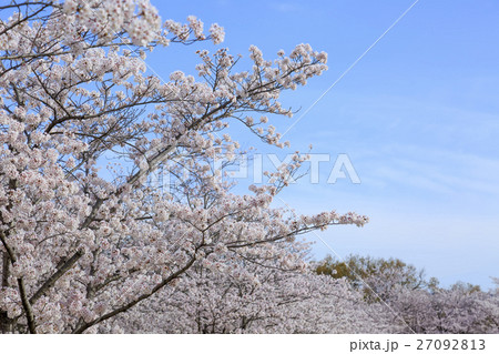 春・満開の桜と空 春・満開の桜と空 27092813