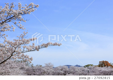 春・満開の桜と空 春・満開の桜と空 27092815
