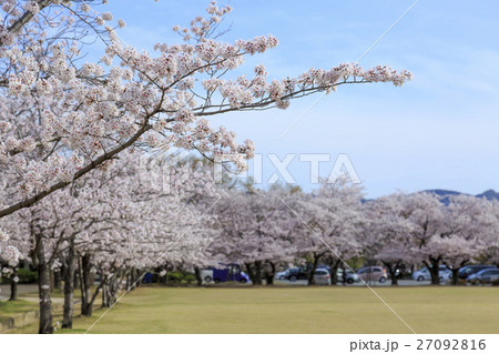 春・満開の桜 春・満開の桜 27092816