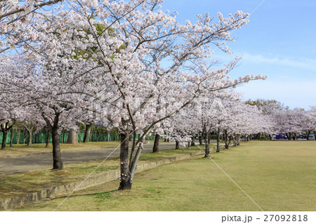 春・満開の桜並木 春・満開の桜並木 27092818