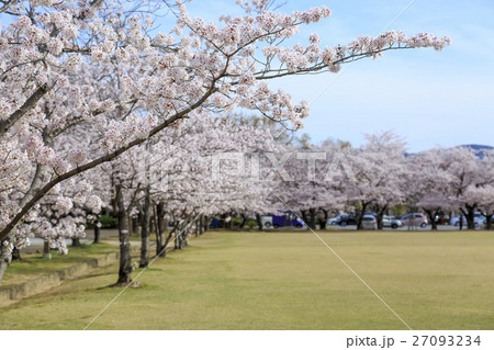 春・満開の桜 春・満開の桜 27093234